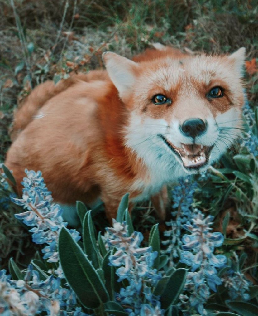 Лисичка с голубыми глазами