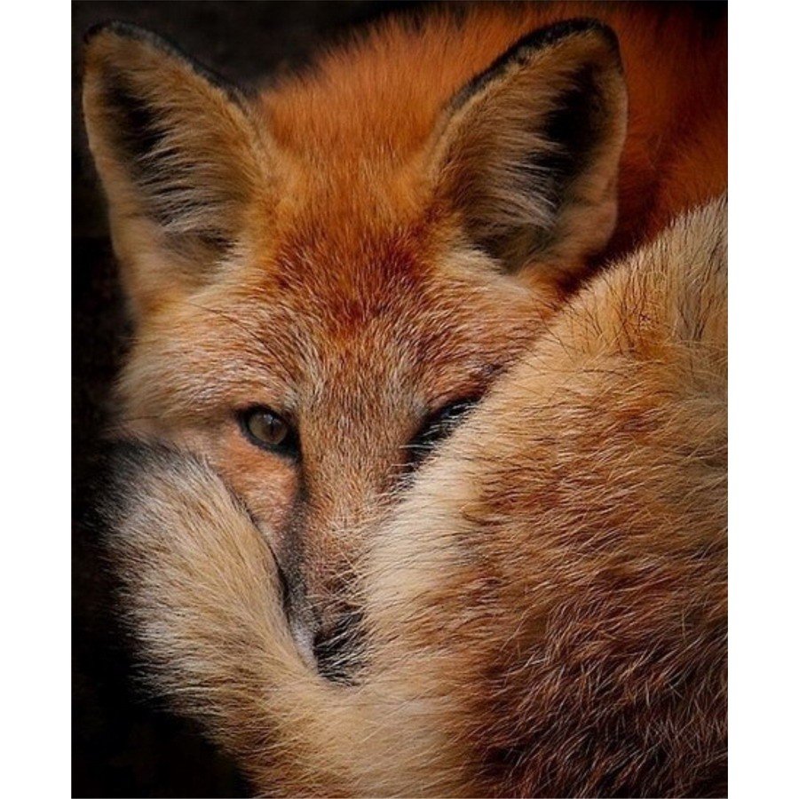 Скучающая лиса