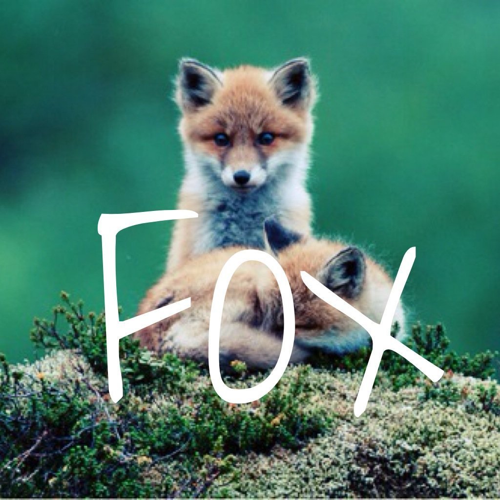 Клевая лиса