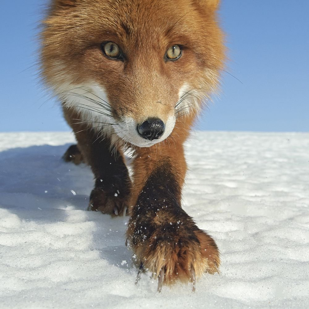 Лиса крадется