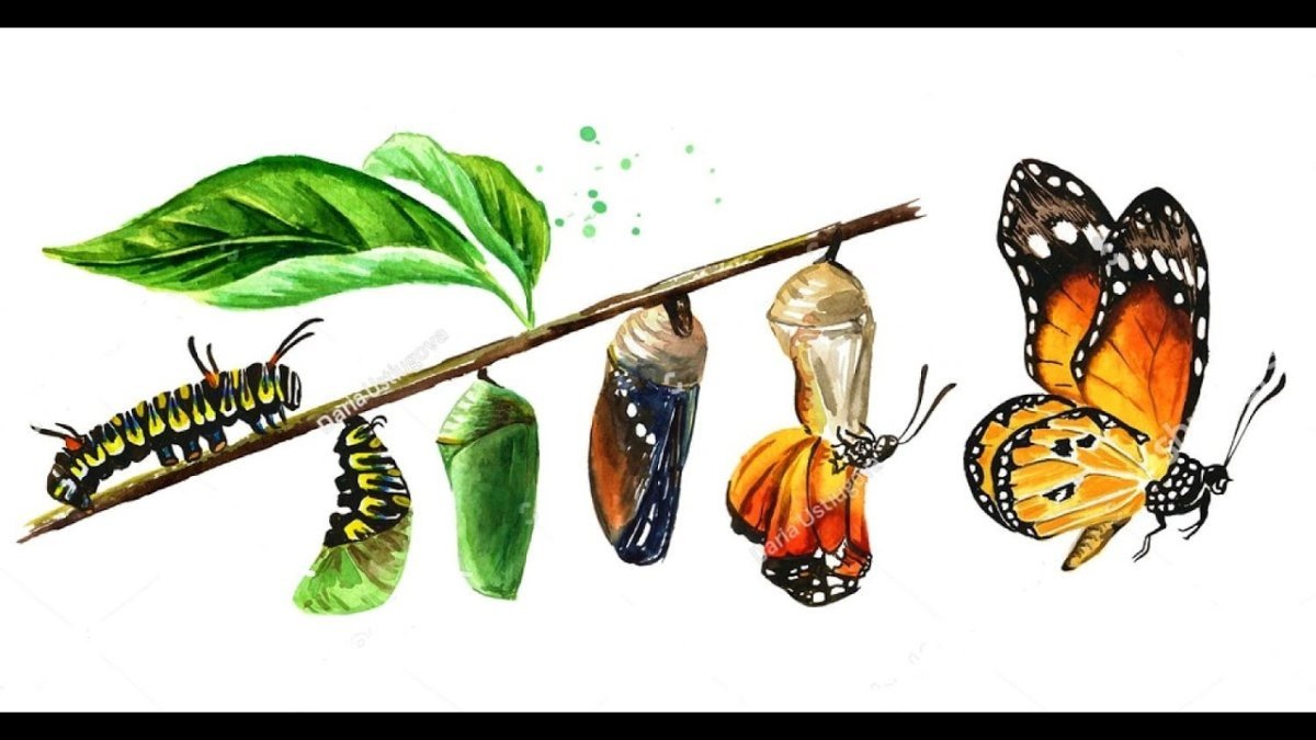 Гусеница куколка бабочка рисунок