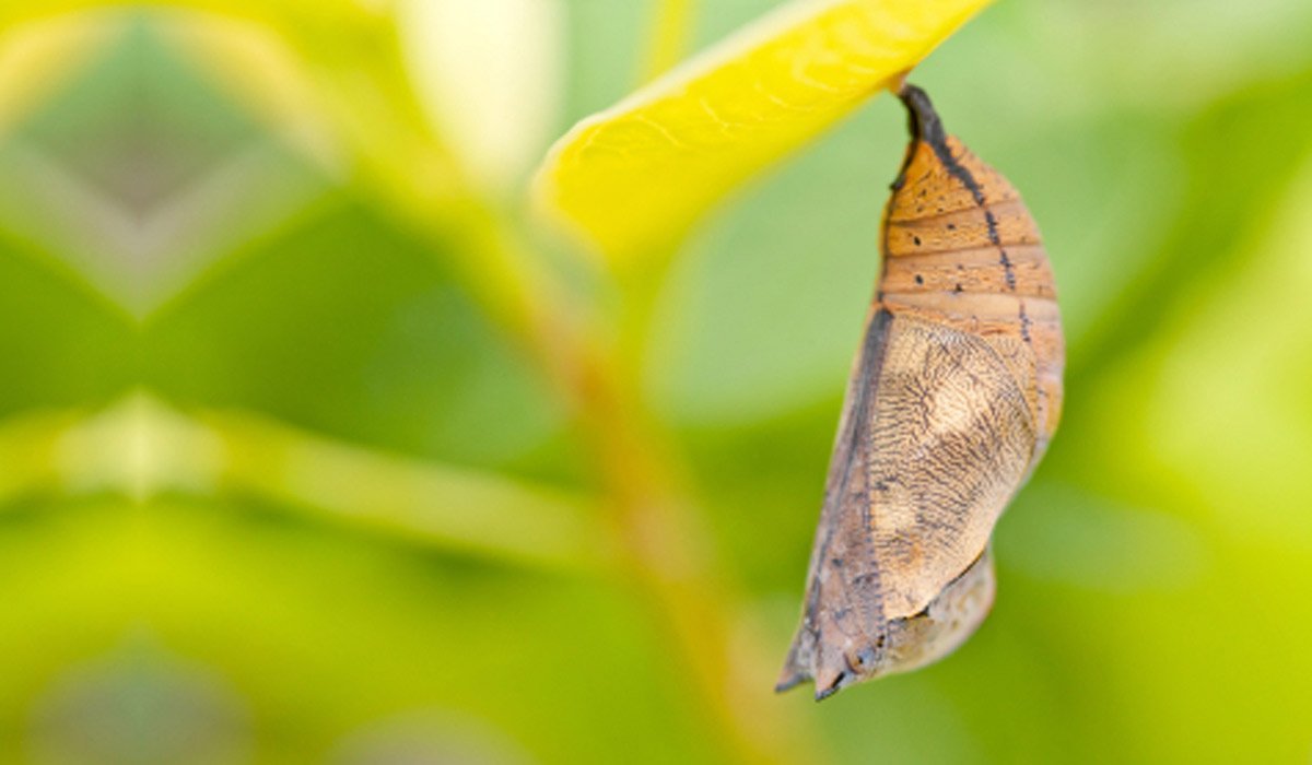 Кокон бабочки на белом фоне