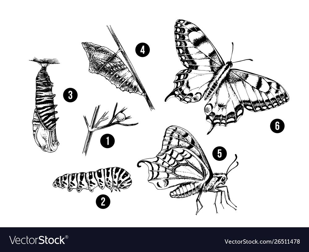 Цикл развития бабочки Махаон