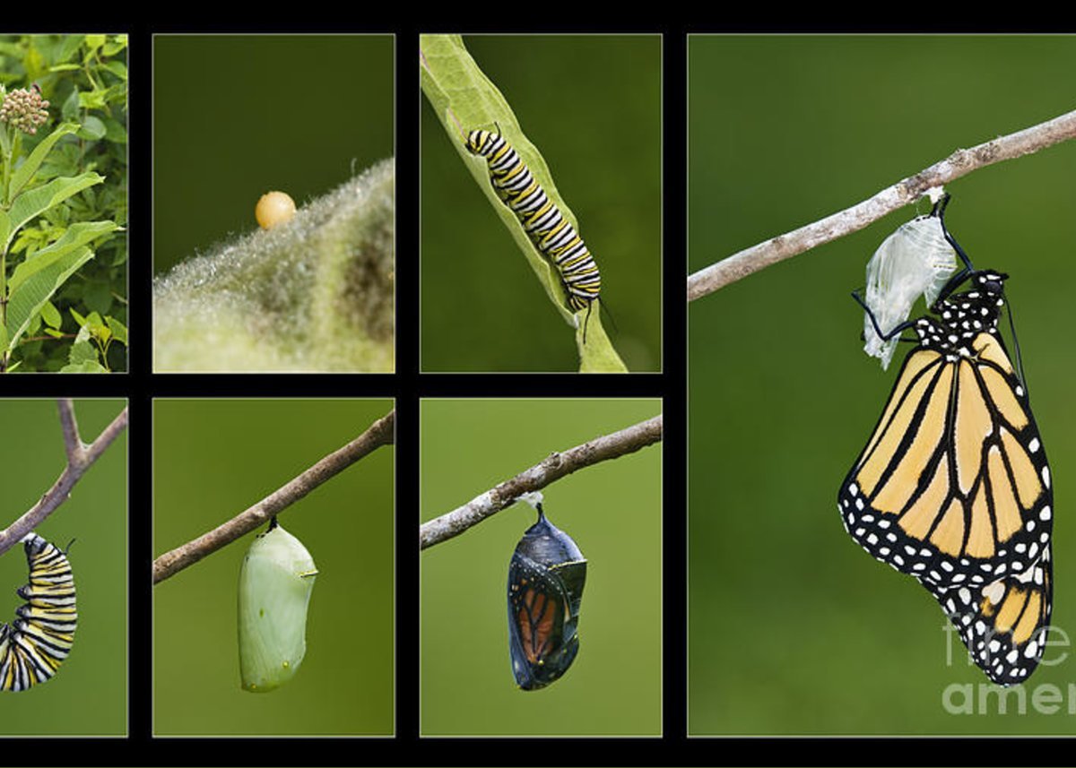 Превращение гусеницы в бабочку