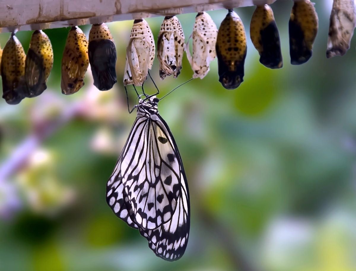 Кокон бабочки Махаон