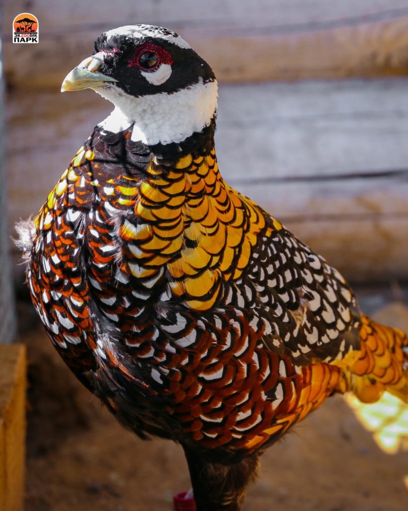 Золотой Королевский фазан