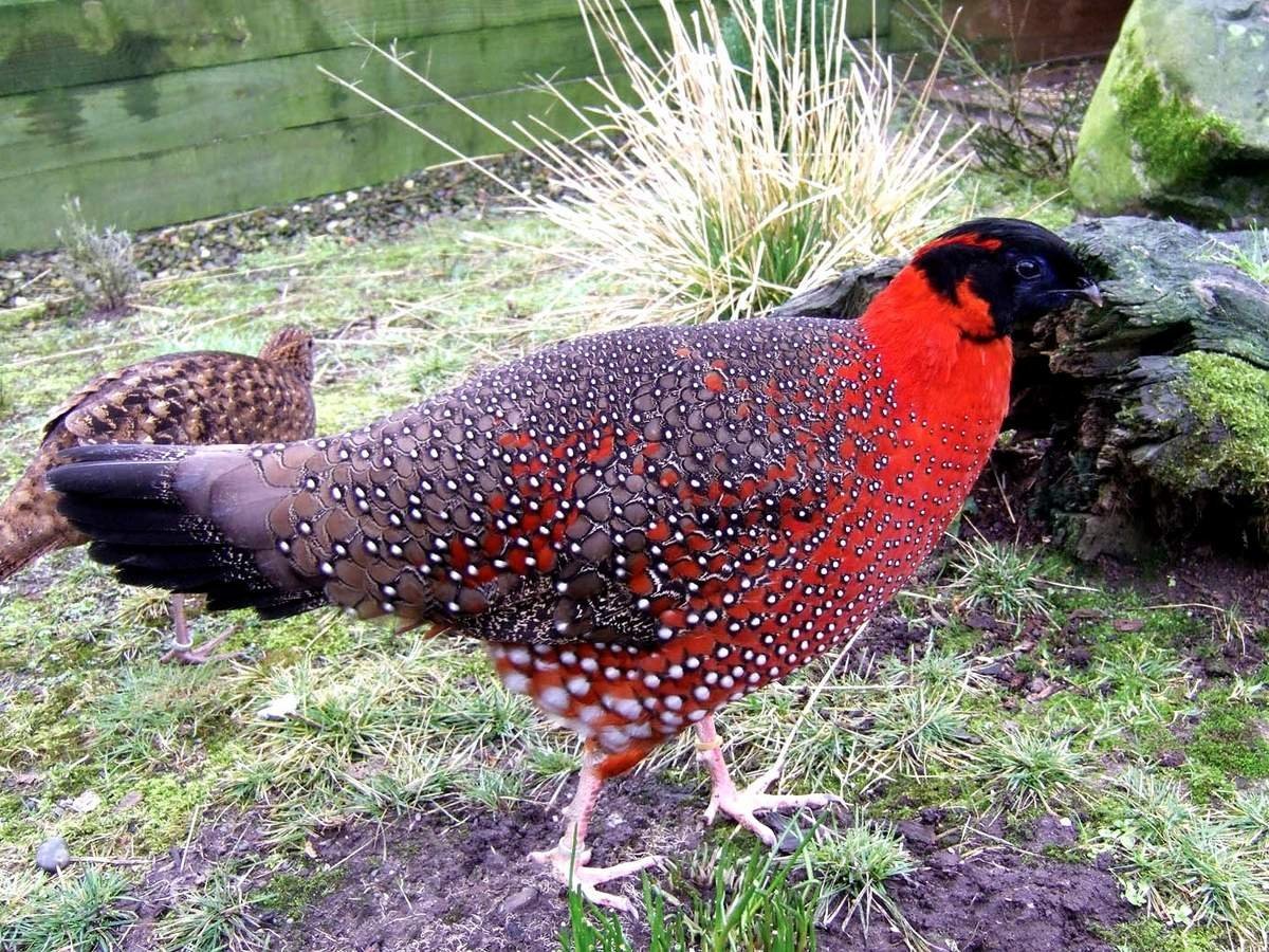 Трагопан сатир птица