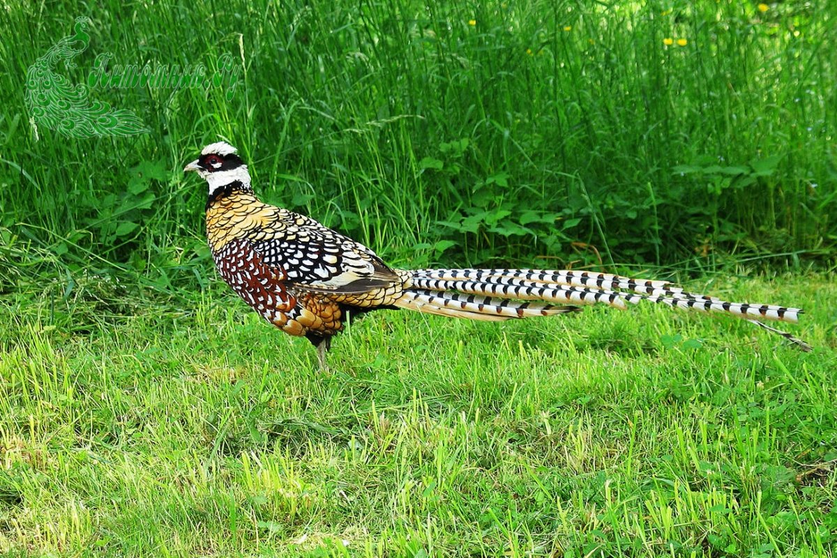 Королевский фазан