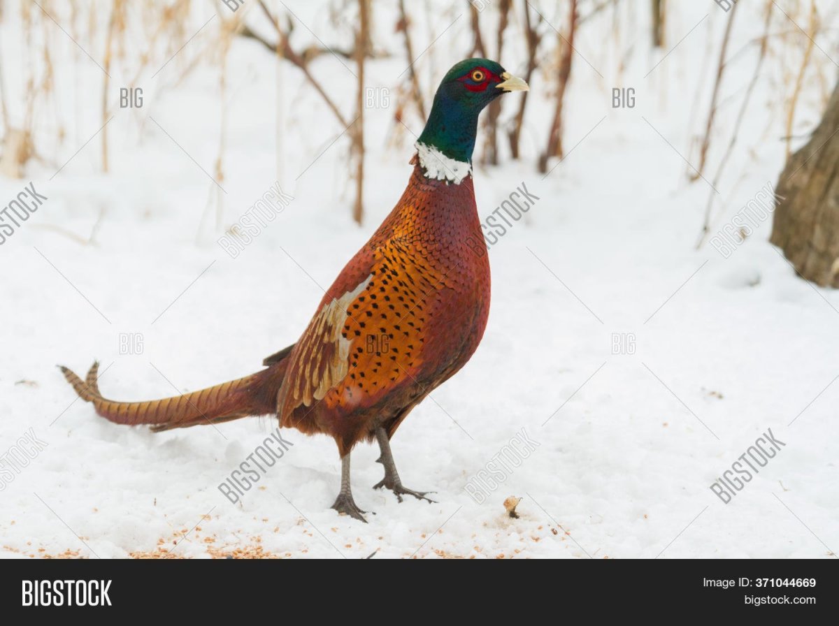 Фазан охотничий румынский