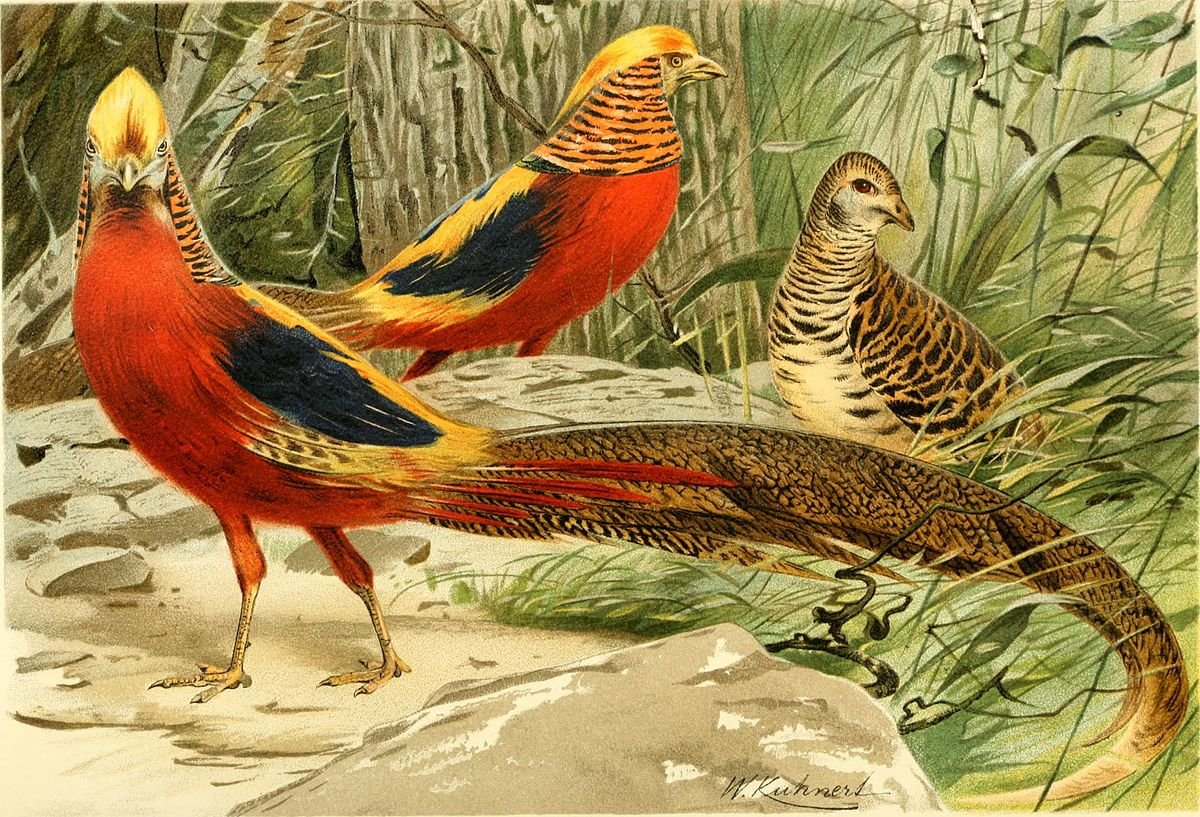 Старинные картины фазаны