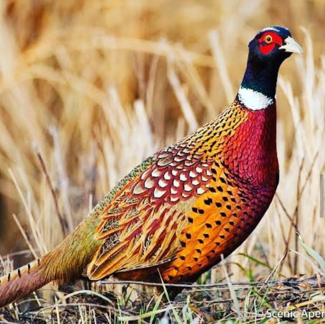 Белоухий фазан