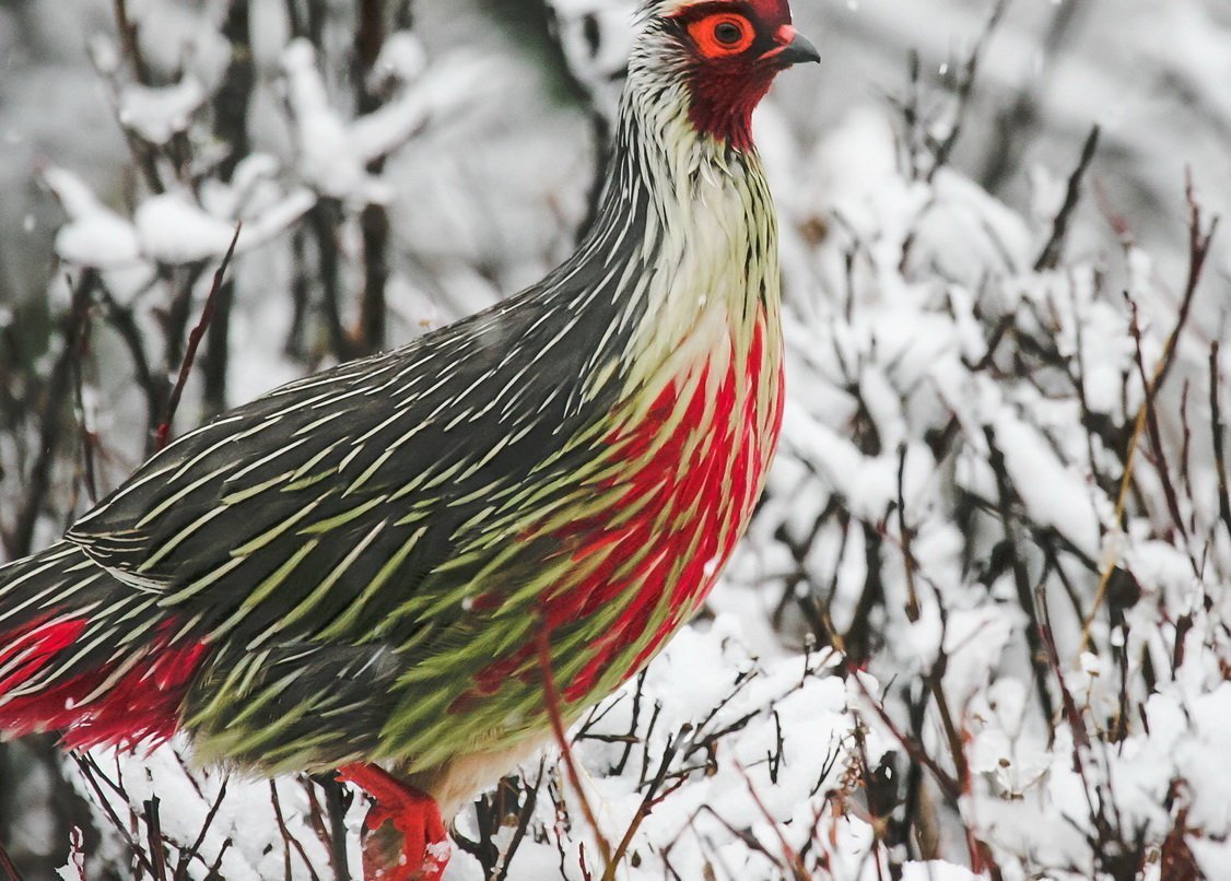 Итагин или Кровавый фазан