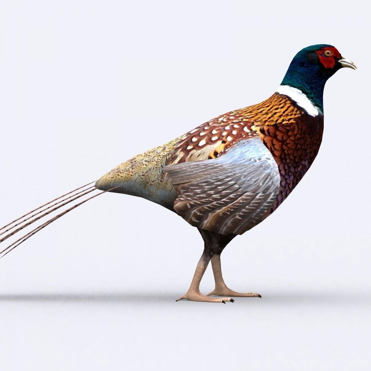 Красивый фазан