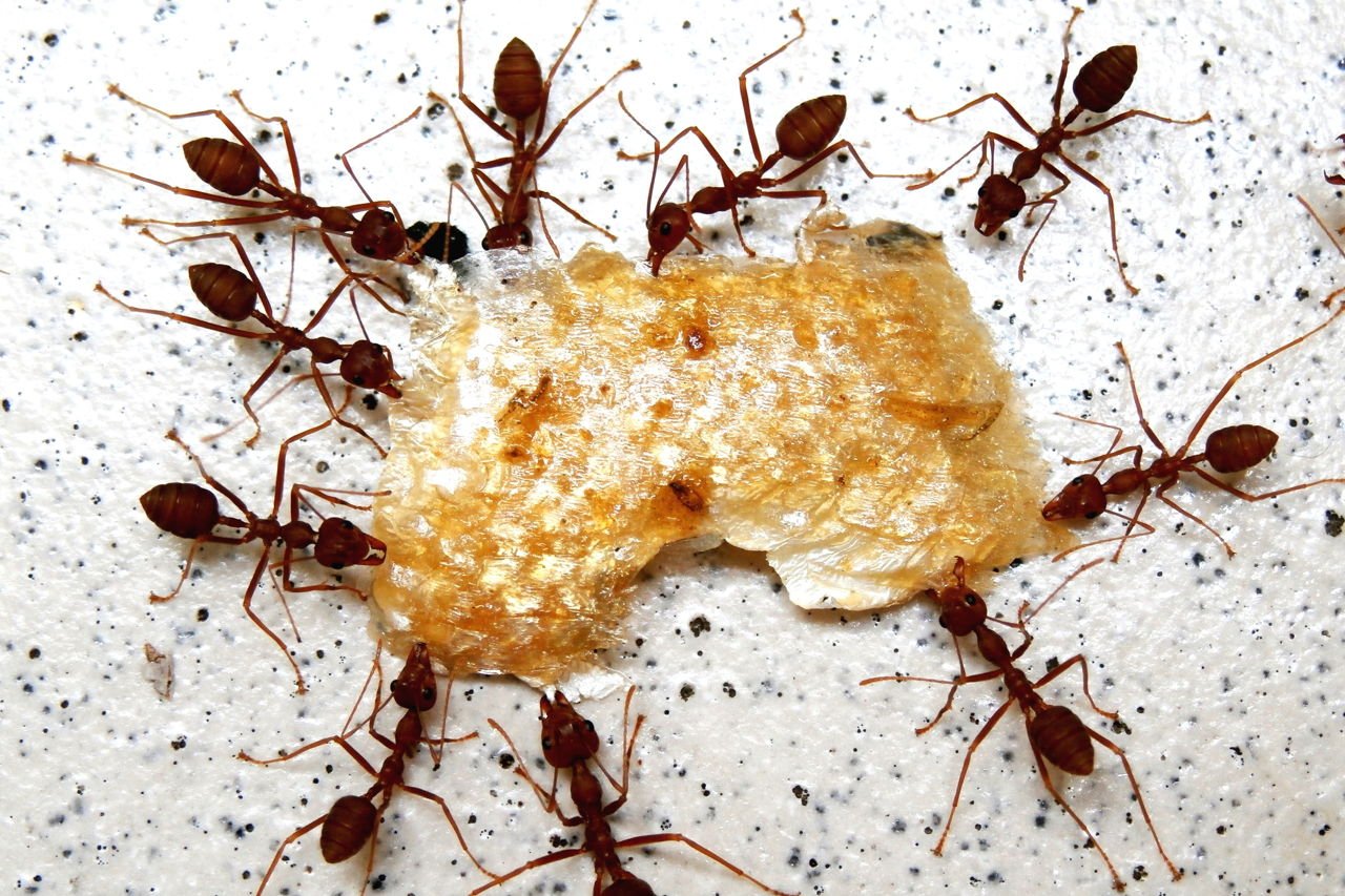 Как вывести муравьев из дома в домашних. Домашние муравьи. Маленькие муравьи. Гнездо рыжих муравьев. Муравьи домашние вредители.