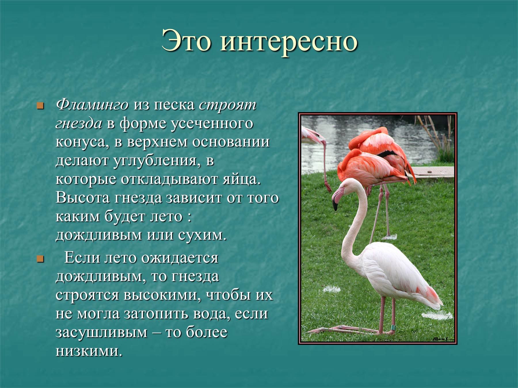 Фламинго сообщение. Высота Фламинго. Гнездо Фламинго. Сообщение о Фламинго. Фламинго строит гнездо.
