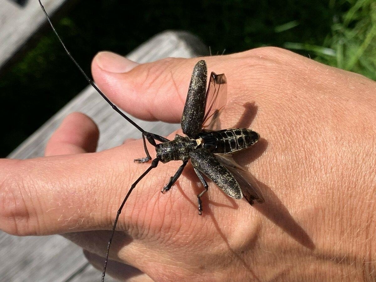 Жук Стригун усач