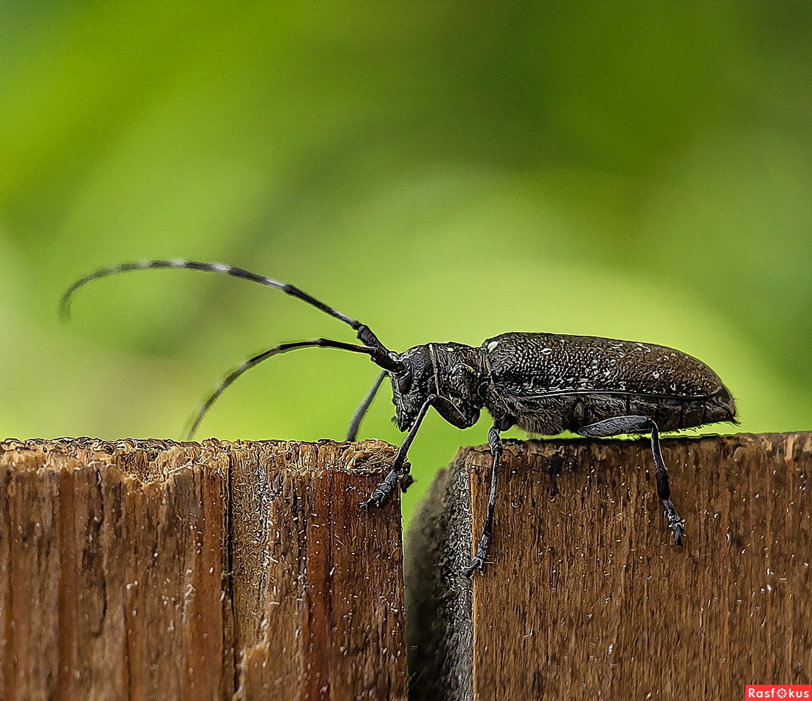 Жук Стригун короед