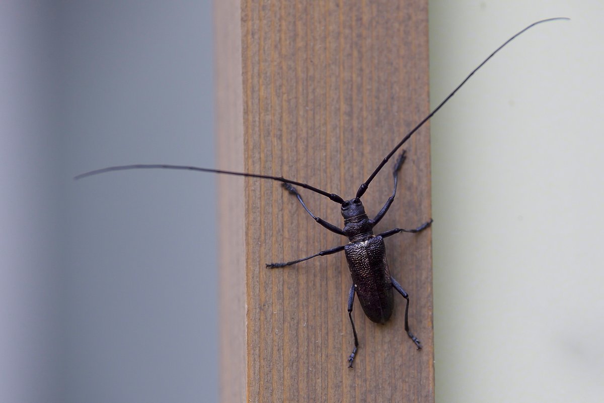 Жук усач Moechotypa diphysis