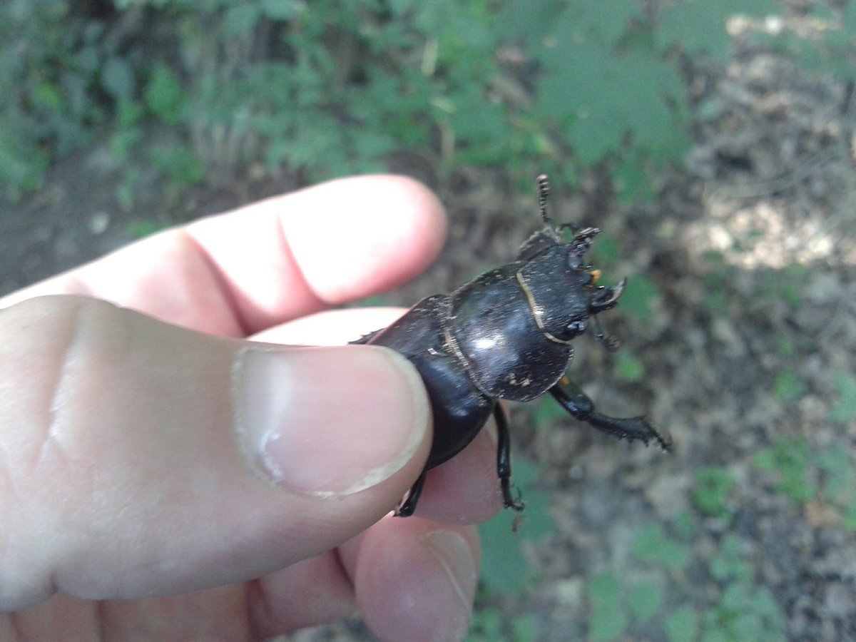 Жук Стригун красавчик