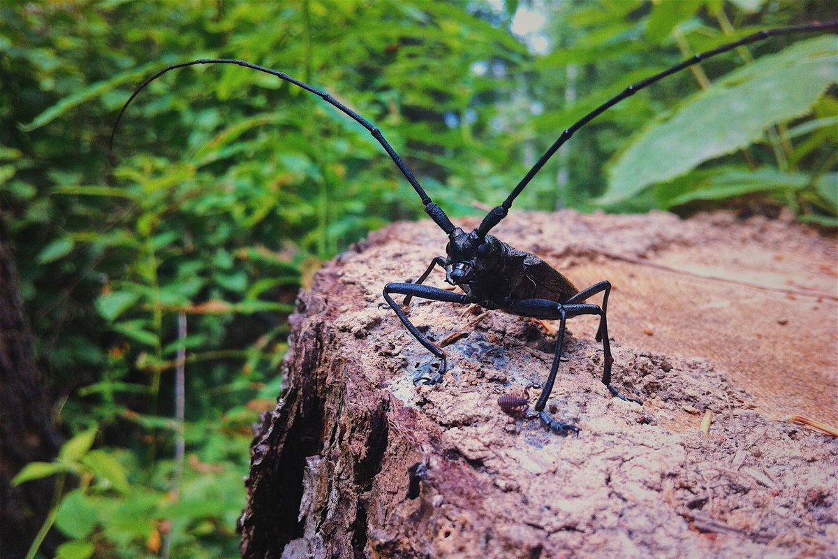 Жук Стригун усач