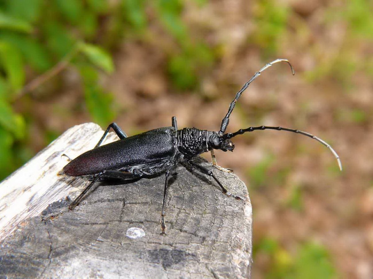 Жук короед усач