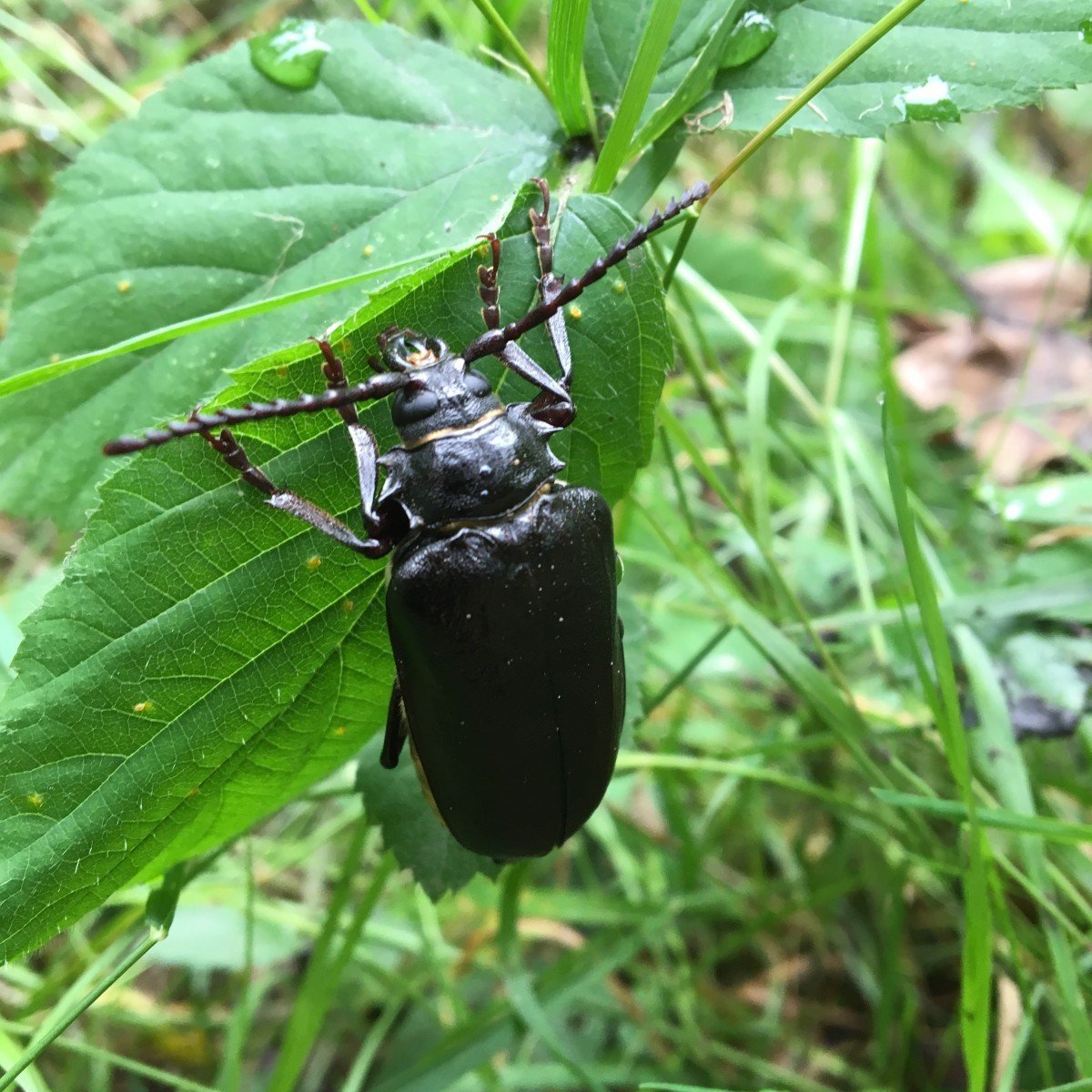 Жук большой черный водолюб