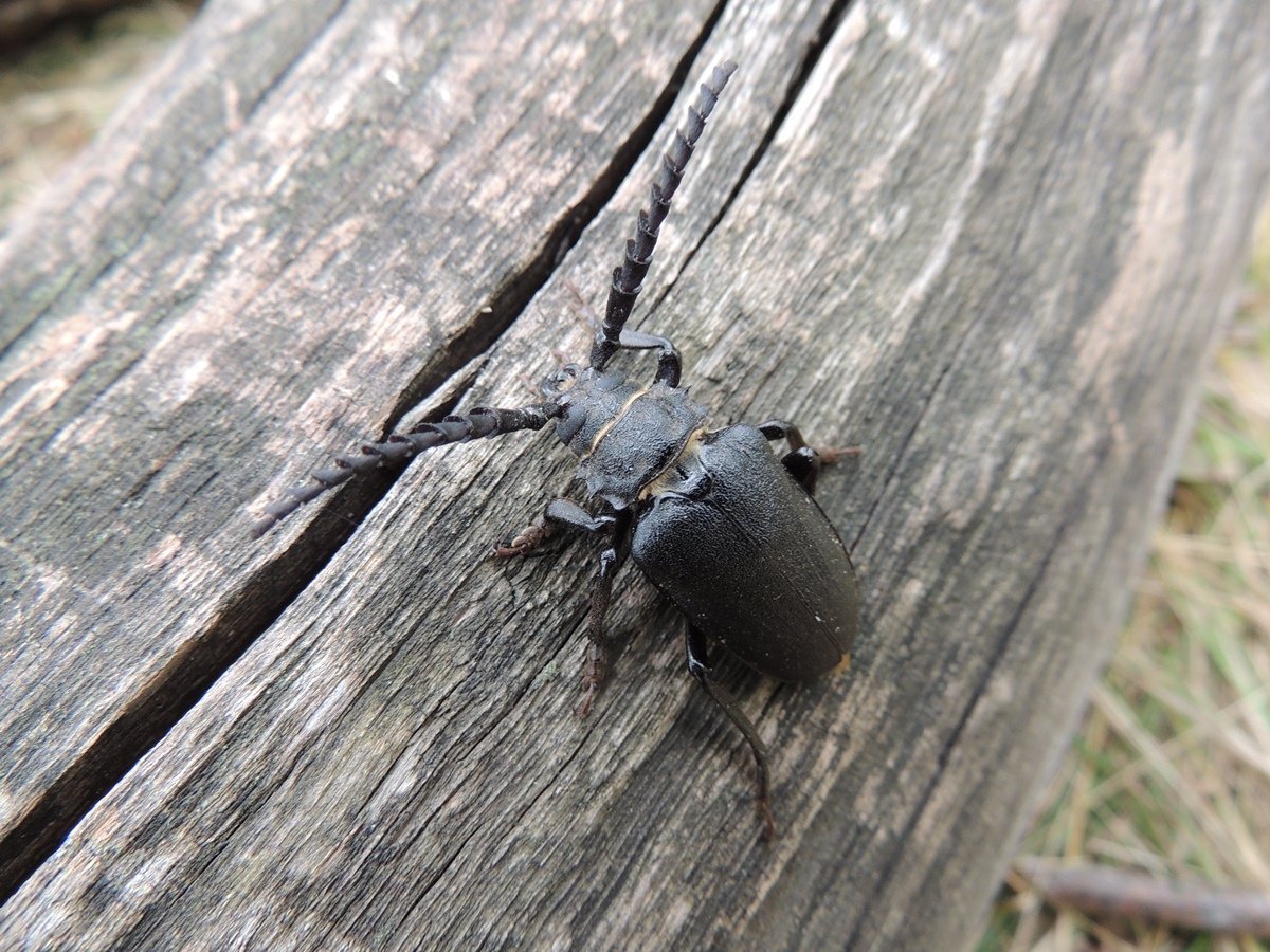 Черный Жук с усами