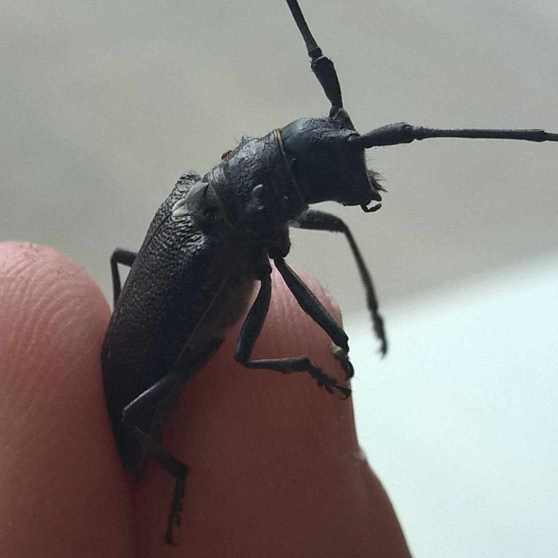 Стригун дровосек Жук