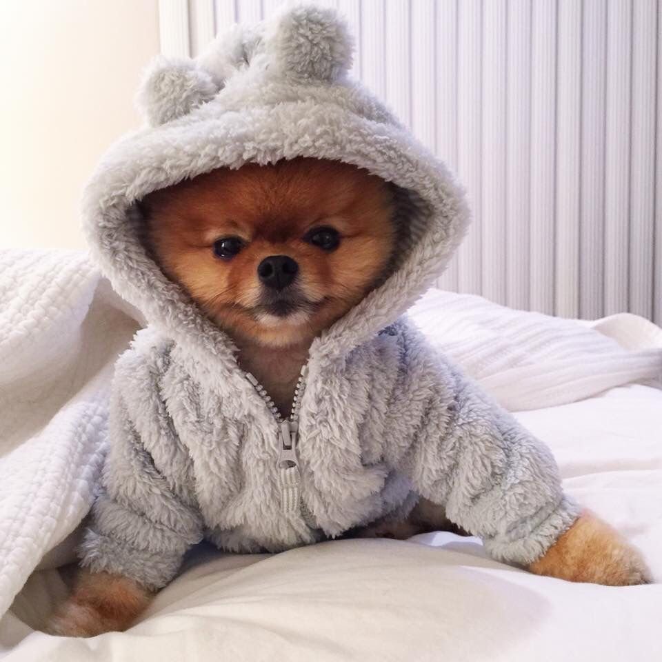 Пижама для собак