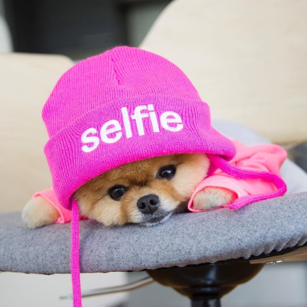 Милые собачки в костюмах