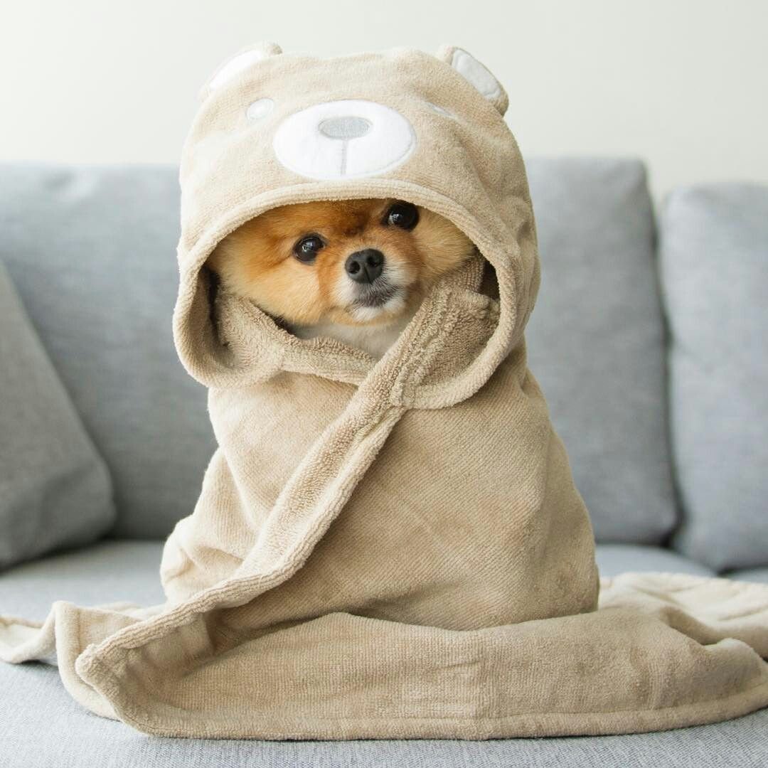 Милые халаты для собак