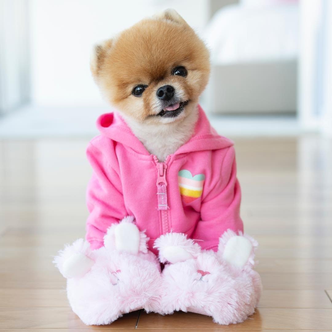 Шпиц jiffpom