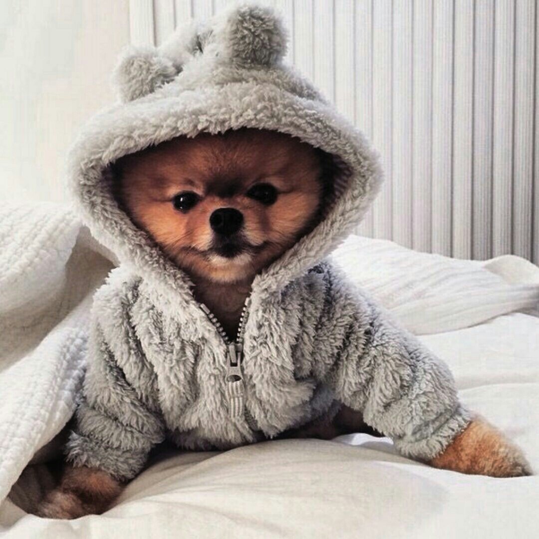 Шпиц в кофте