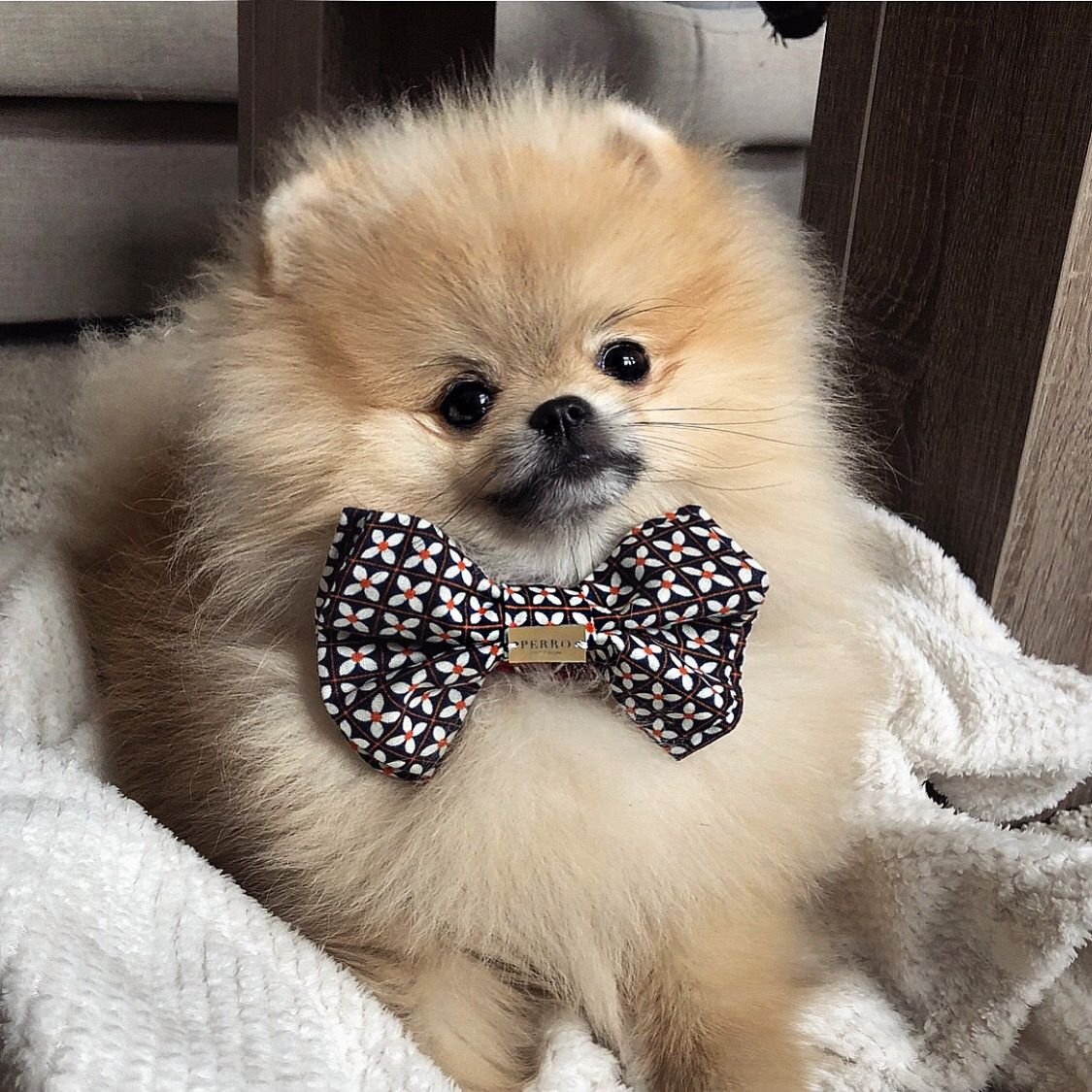 Шпиц терьер короткошерстный