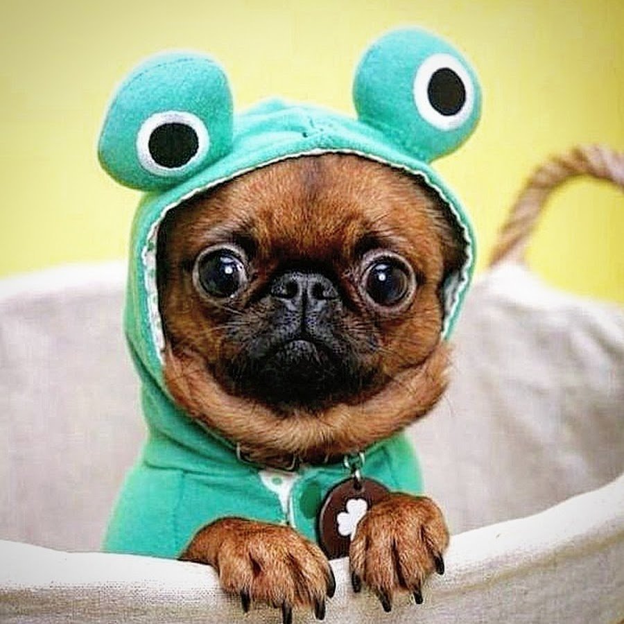 Забавные собачки