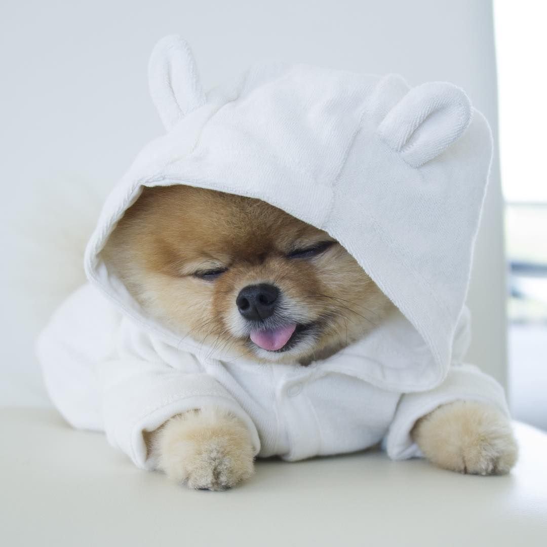 Милая собачка в костюмчике