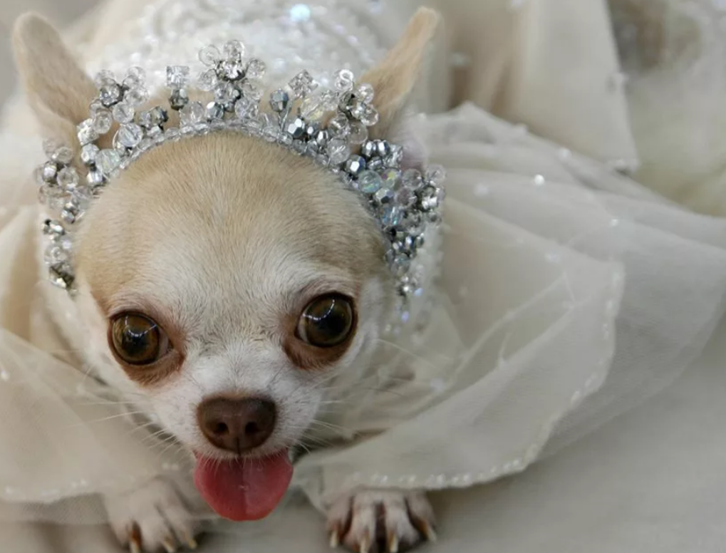 Чихуахуа невеста