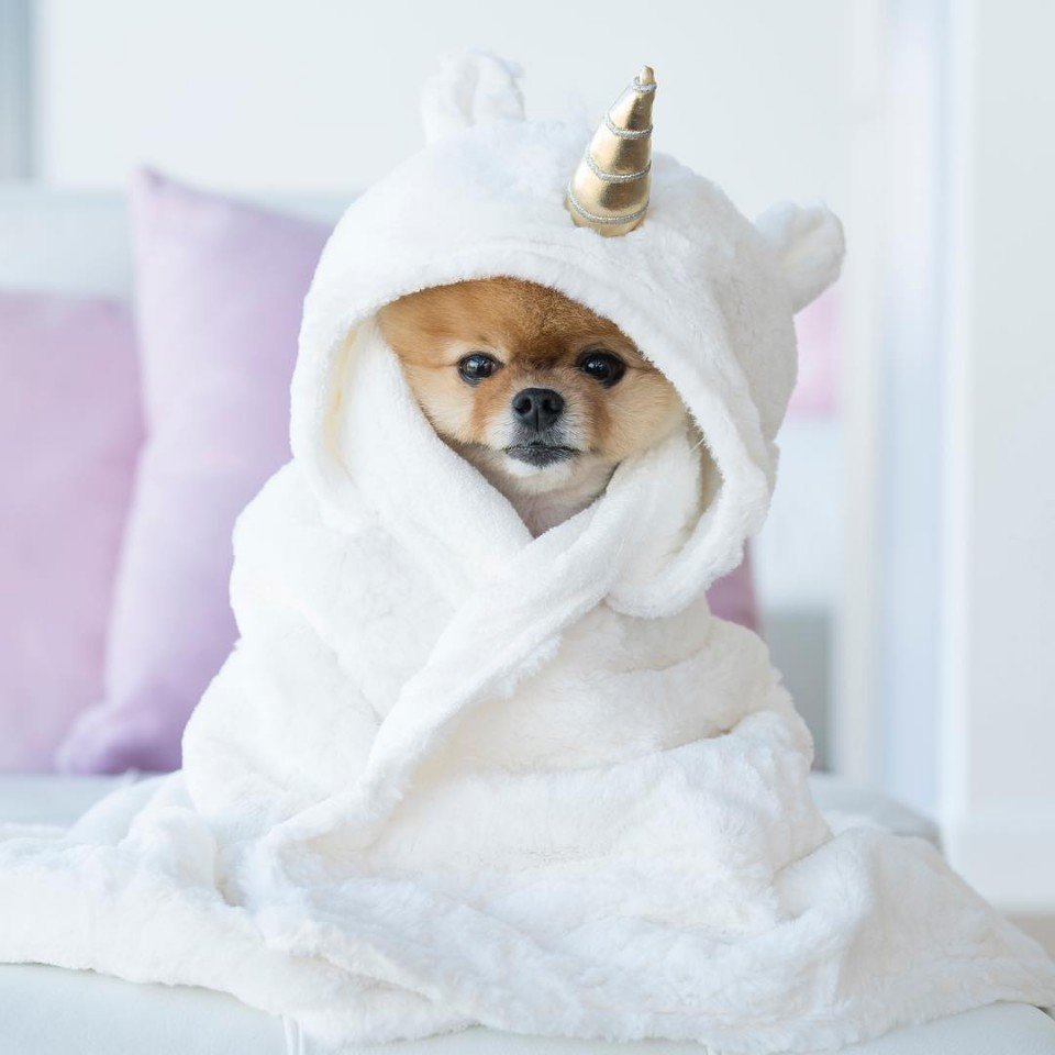 Померанский шпиц jiffpom