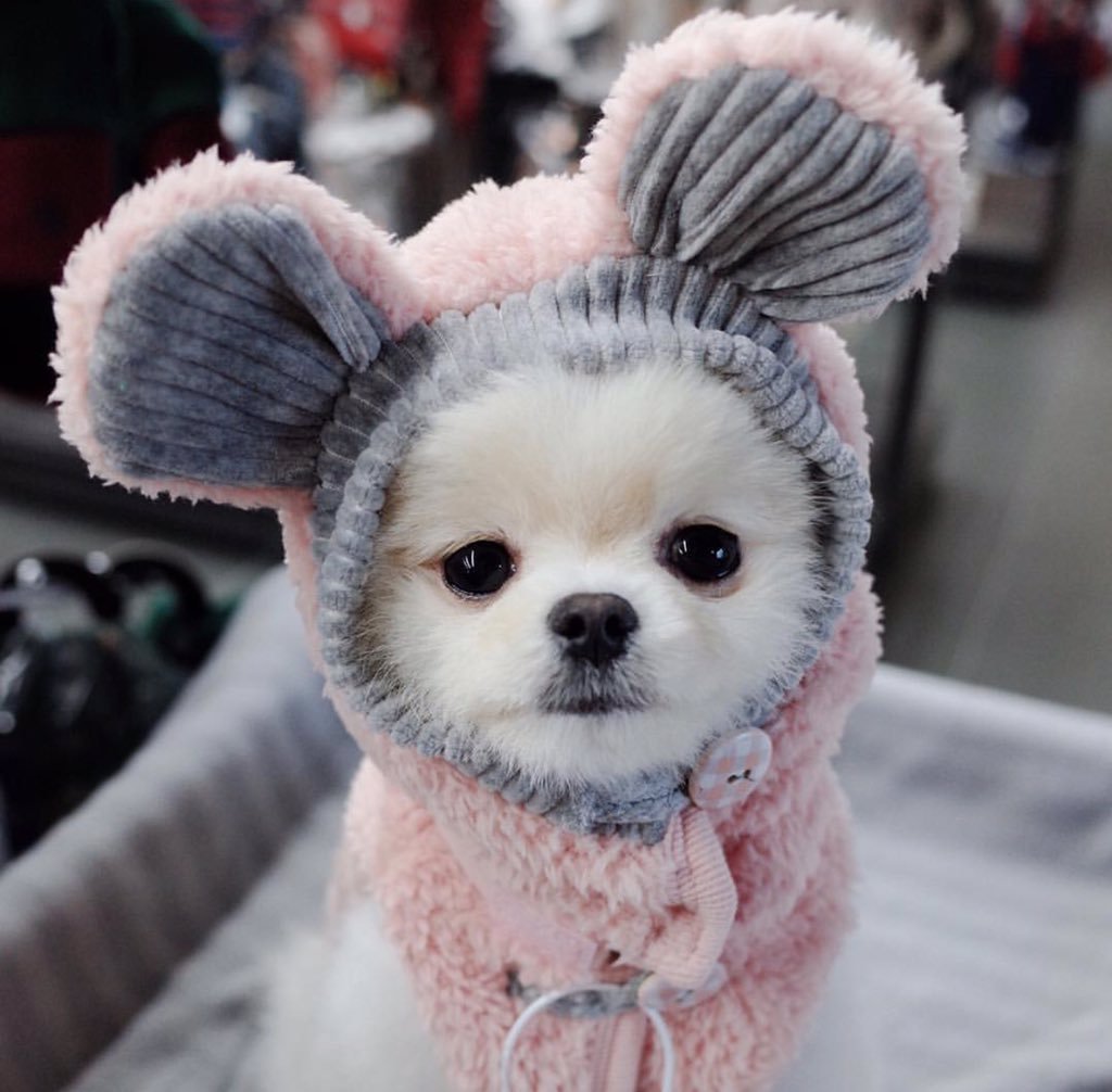 Милая собачка в шапке