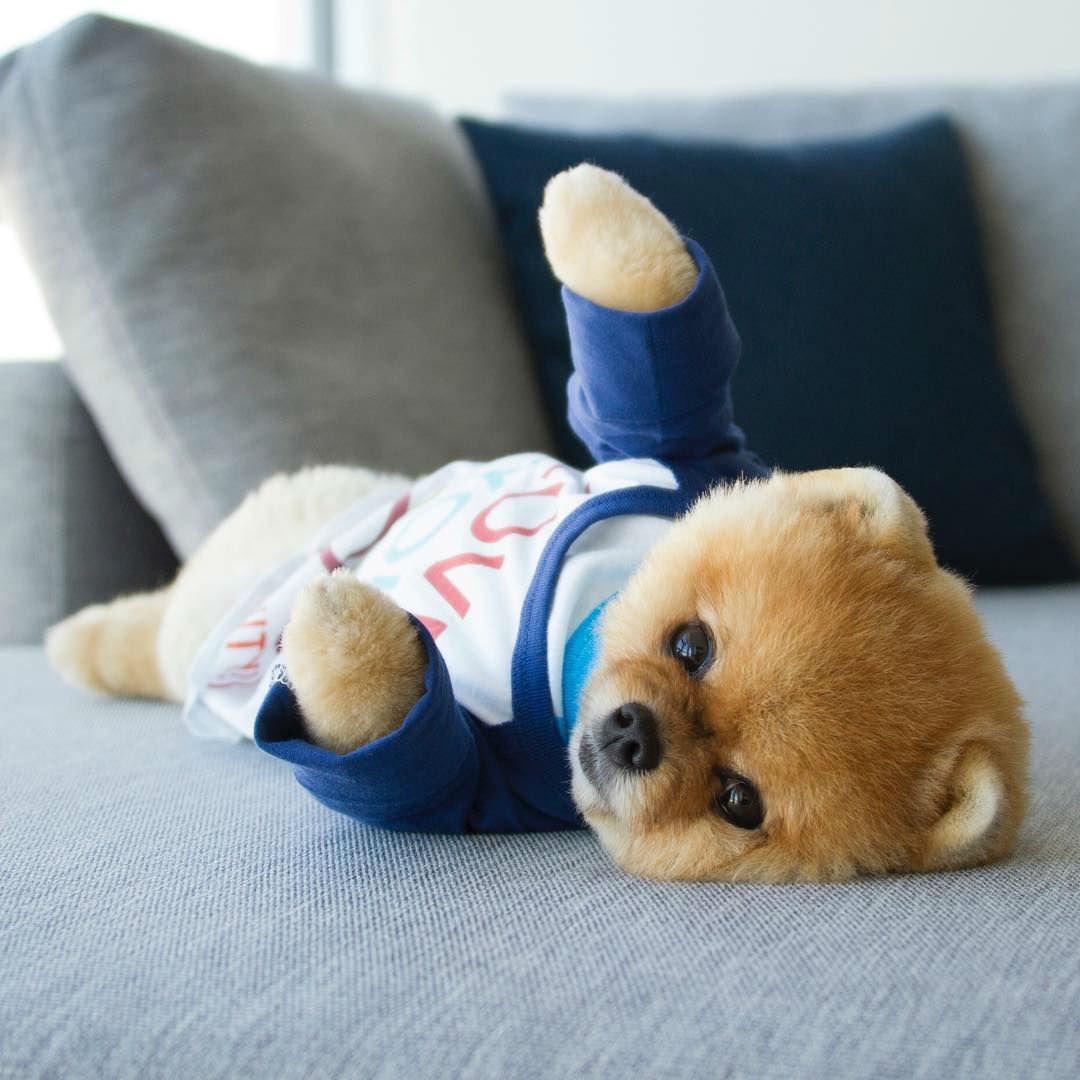 Померанский шпиц Jiff