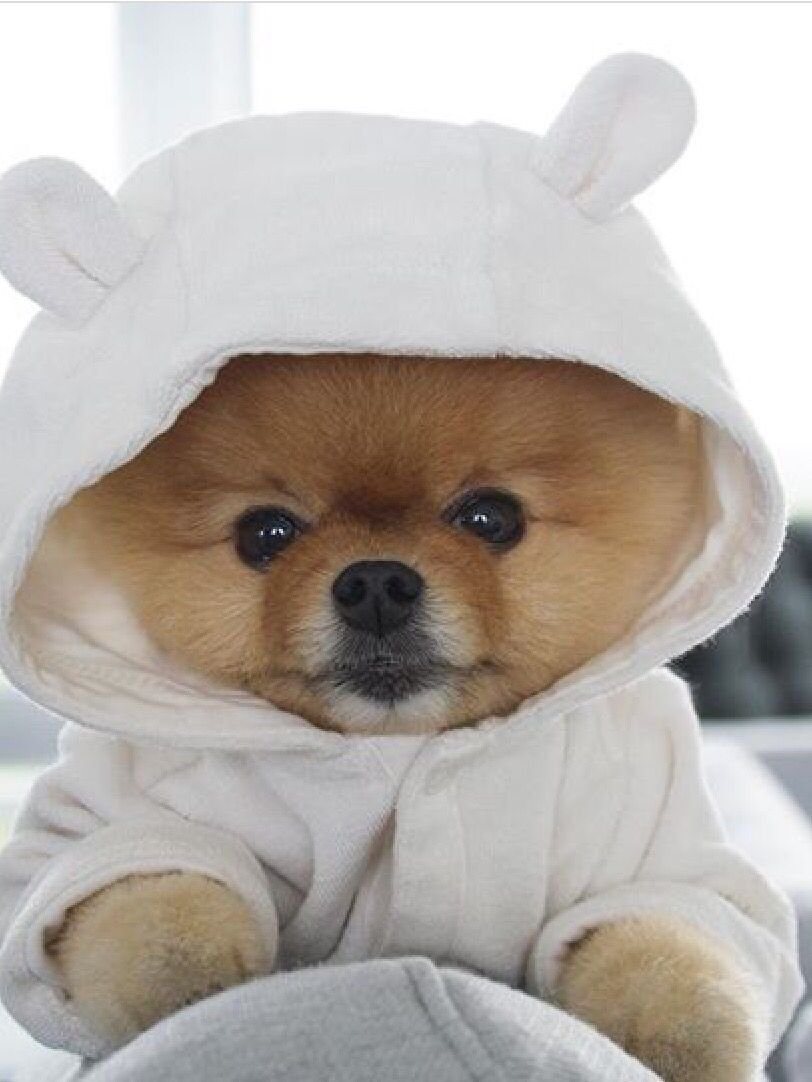 Померанский шпиц Jiff