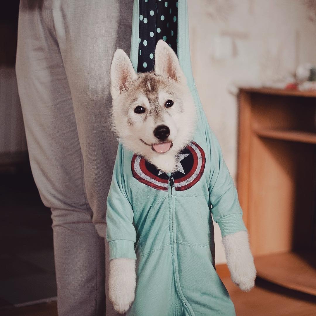 Модные хаски