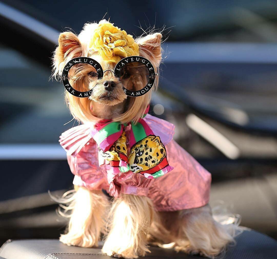 Гламурные собачки