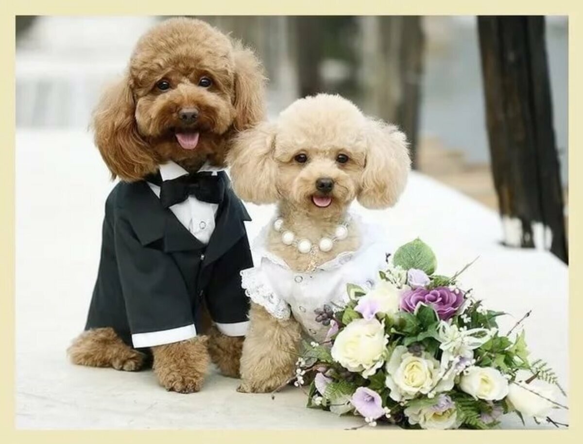 Собаки жених и невеста