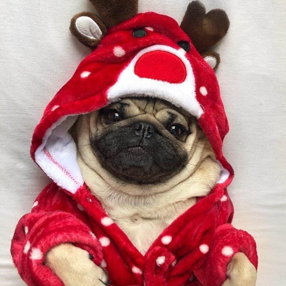 Милые мопсы