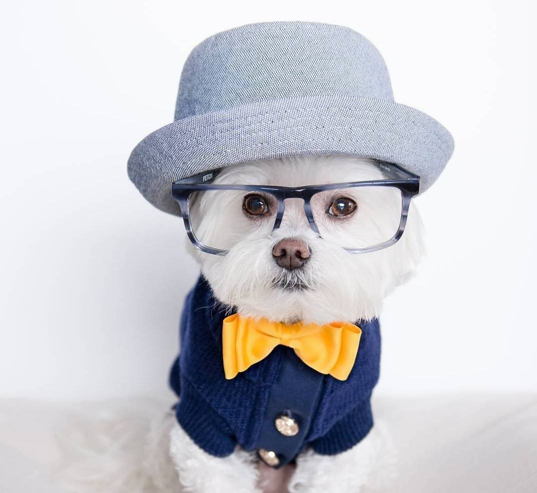 Стильные собачки