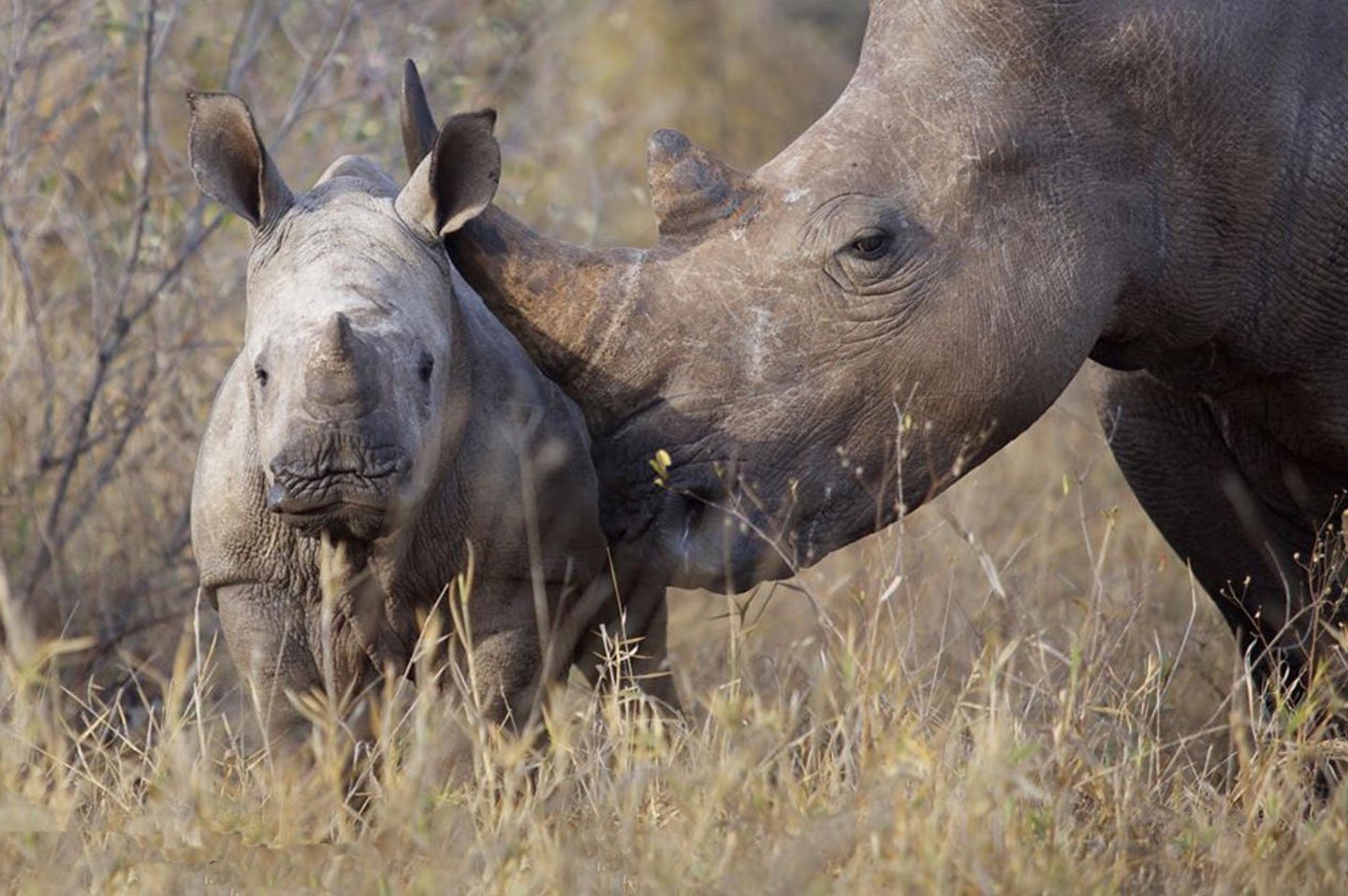 Носорог рептилия. Носорог и бородавочник. Уши носорога. Торт с носорогом. Носорог оранжевоиглый.