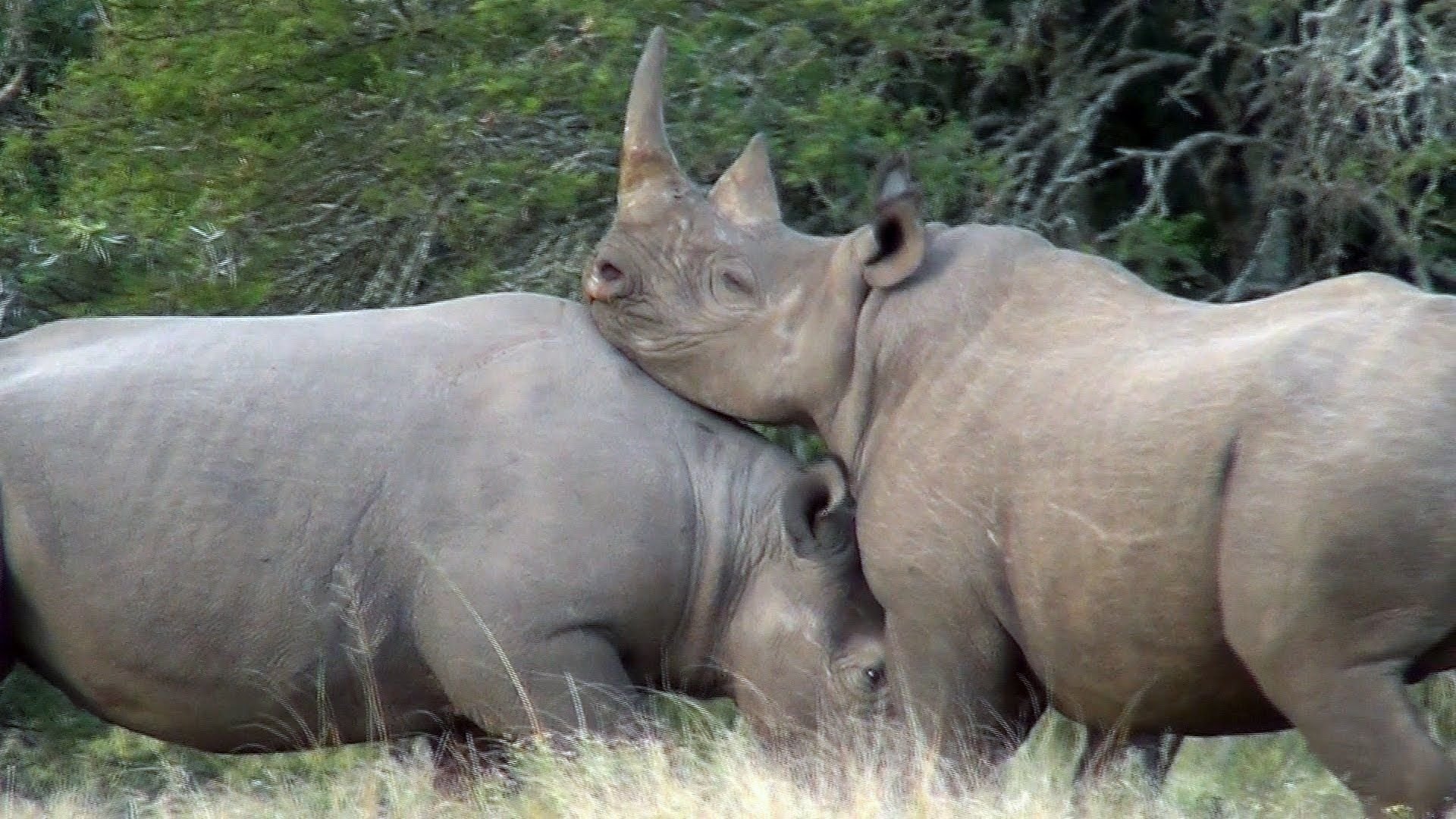Спаривание больших. Суматранский носорог спаривания. Спаривание буйволов. Носороги совокупляются. Прикольные фото носорога.