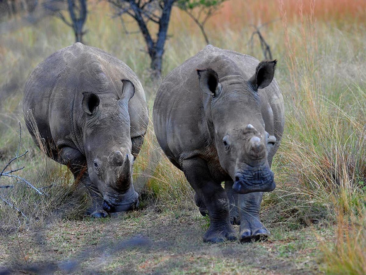 Бело черный носорог. Африканский черный носорог. Двурогий носорог Африка. Камерунский черный носорог. Двурогий носорог черный.