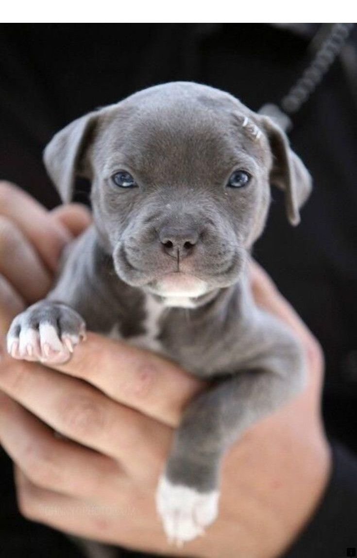 Милые щенки питбуля